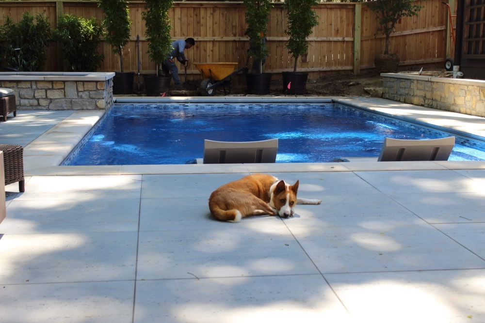 dogs in pool