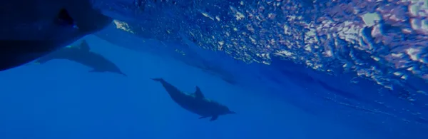 Tahiti Blue Tahiti Blue